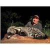 Image 1 : African Night Cat Hunt/ Plains Game COMBO
