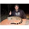 Image 2 : African Night Cat Hunt/ Plains Game COMBO
