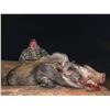 Image 3 : African Night Cat Hunt/ Plains Game COMBO