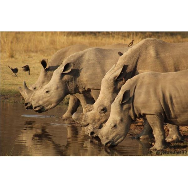 ONCE IN A LIFETIME-Conservation Elephant /Rhino Dart - Trophy Credits for 2 Hunters