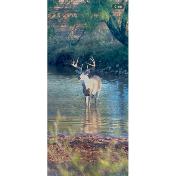 3 Day/2 Night All Inclusive Whitetail Hunt- Up to 150" or Mngt Axis Buck