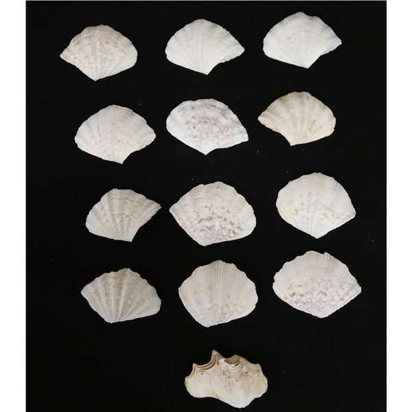 Qty 13 Clam Shells, Misc Sizes