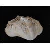 Image 2 : Qty 13 Clam Shells, Misc Sizes