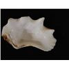 Image 3 : Qty 13 Clam Shells, Misc Sizes