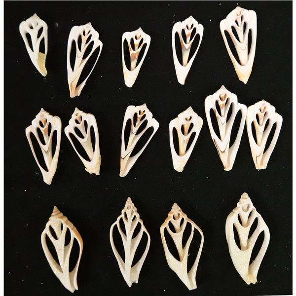 Qty 15 Center Cut Strombus Shells, Misc Sizes