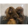 Image 2 : Qty 2 Nature Tree Trolls in Glass Display 6" Dia, 7.5"H