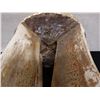 Image 8 : Wooden Tree-Trunk Stool 14" Dia, 19"H