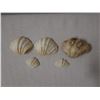 Image 2 : Qty 5 Natural Clam Shells, Misc Sizes
