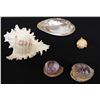 Image 1 : Multiple Shells: Abalone, Chicoreus, Decorated, etc Misc Sizes