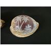 Image 2 : Multiple Shells: Abalone, Chicoreus, Decorated, etc Misc Sizes