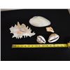 Image 8 : Multiple Shells: Abalone, Chicoreus, Decorated, etc Misc Sizes