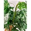 Image 4 : Artificial Potted Monstera