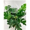 Image 5 : Artificial Potted Monstera
