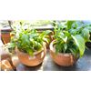 Image 2 : GROUP OF 4 LIVE PLANTS IN  CERAMIC AND PLASTIC POTS, SM. WOODEN TABLE AND DECORATIVE BOX AND