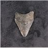 Image 1 : Megalodon Fossil Shark Tooth