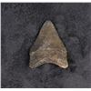Image 2 : Megalodon Fossil Shark Tooth