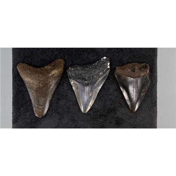 Collection of Megalodon Shark Tooth Fossils