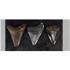 Image 1 : Collection of Megalodon Shark Tooth Fossils