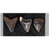 Image 2 : Collection of Megalodon Shark Tooth Fossils
