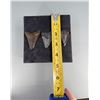 Image 4 : Collection of Megalodon Shark Tooth Fossils