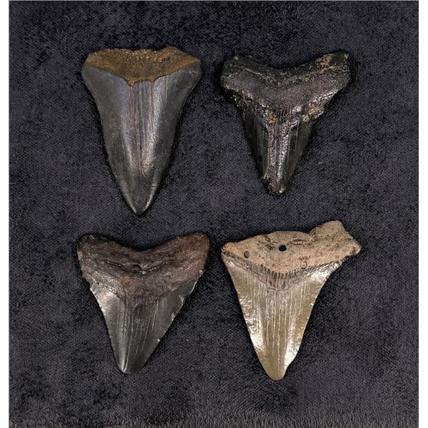 Collection of Megalodon Shark Tooth Fossils