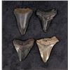 Image 1 : Collection of Megalodon Shark Tooth Fossils