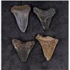 Image 2 : Collection of Megalodon Shark Tooth Fossils