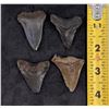 Image 4 : Collection of Megalodon Shark Tooth Fossils