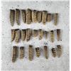 Image 2 : Large Collection of Montana Rattlesnake Rattles