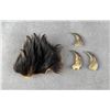 Image 1 : Collection of Montana Black Bear Claws