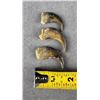 Image 3 : Collection of Montana Black Bear Claws