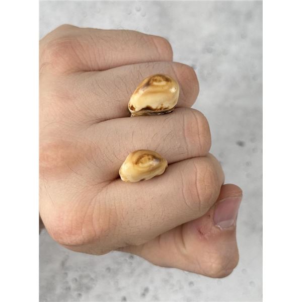 Montana Bull Elk Teeth