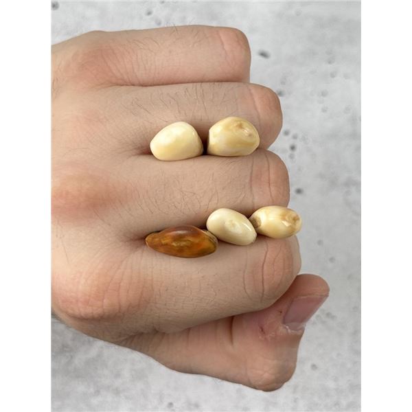 Montana Bull Elk Teeth