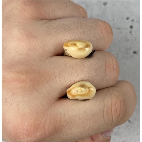 Montana Bull Elk Teeth