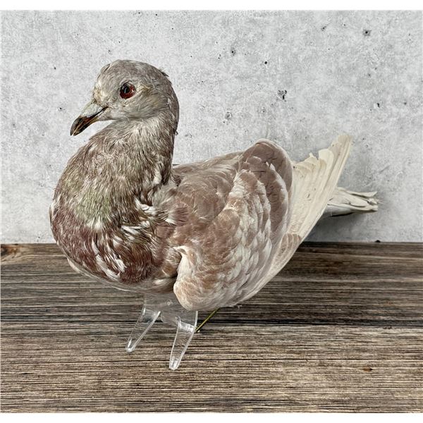 Taxidermy Racing Pigeon