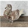 Image 1 : Taxidermy Racing Pigeon