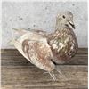 Image 2 : Taxidermy Racing Pigeon