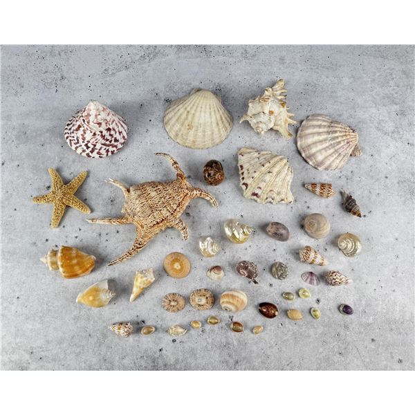 Collection of Seashells