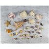 Image 1 : Collection of Seashells
