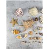 Image 2 : Collection of Seashells