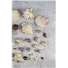 Image 3 : Collection of Seashells