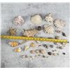 Image 4 : Collection of Seashells