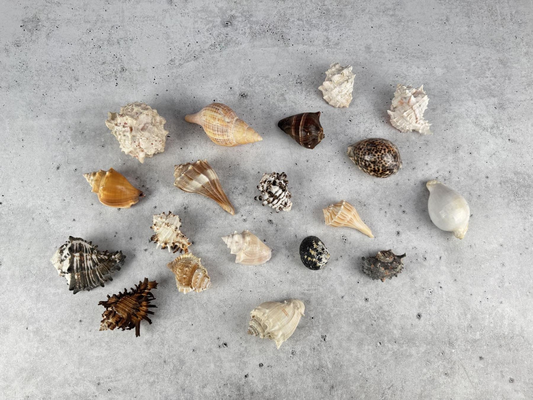 Seashell 7 Collection of Seashells