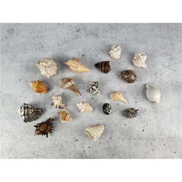 Collection of Seashells