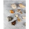 Image 2 : Collection of Seashells