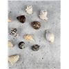 Image 3 : Collection of Seashells