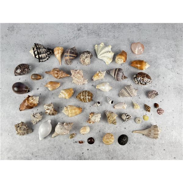 Collection of Seashells