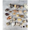 Image 2 : Collection of Seashells
