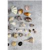 Image 3 : Collection of Seashells