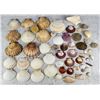 Image 1 : Collection of Seashells